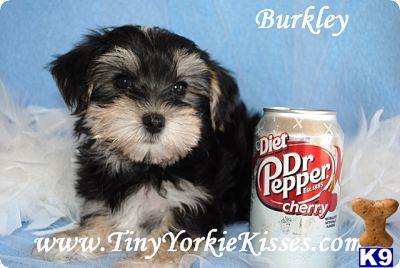 Mixed Breed Puppies in CA